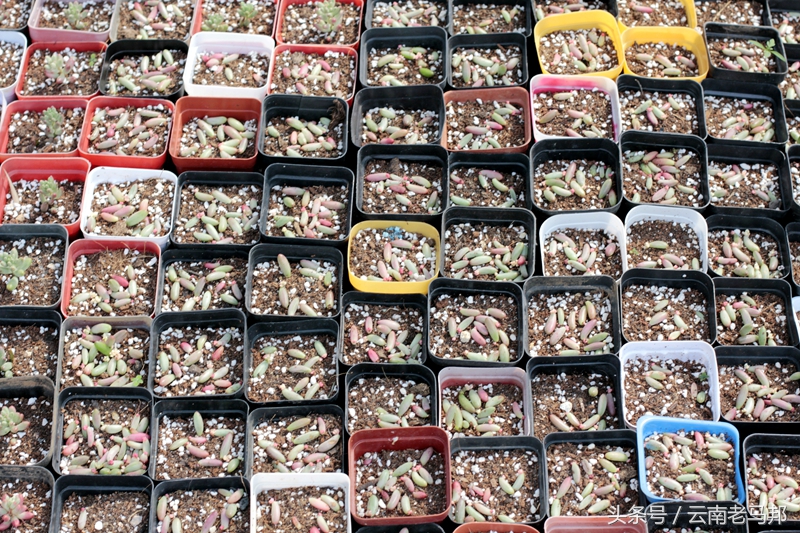 多肉怎么浇水最安全,多肉奇特养法图片