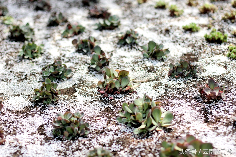 多肉怎么浇水最安全,多肉奇特养法图片