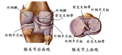 半月板损伤可以跑步锻炼腿肌肉吗,半月板已经损伤了如何跑步