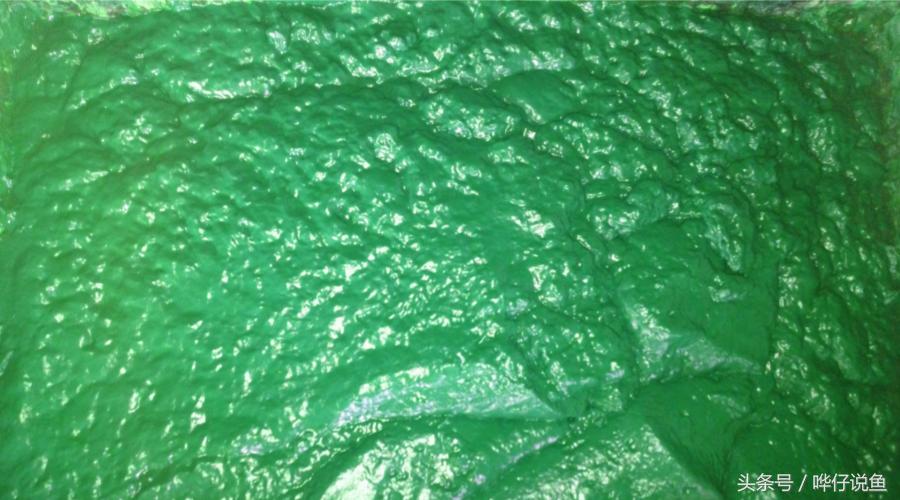 奇葩鱼友偷偷把老婆的螺旋藻丢进鱼缸，一个月后，宠物鱼变得