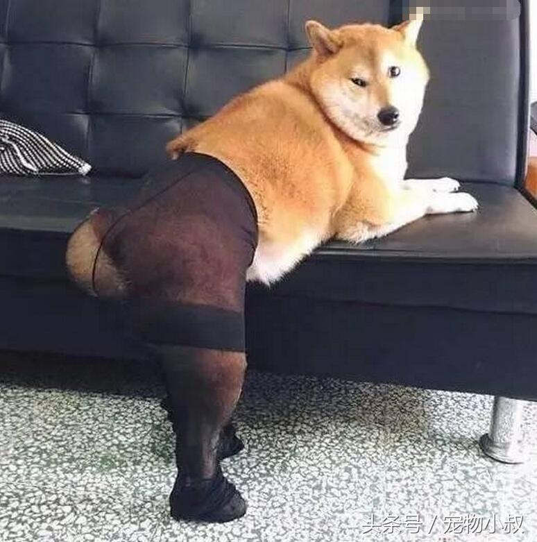 给二哈穿袜子后会有什么反应,给狗子穿袜子