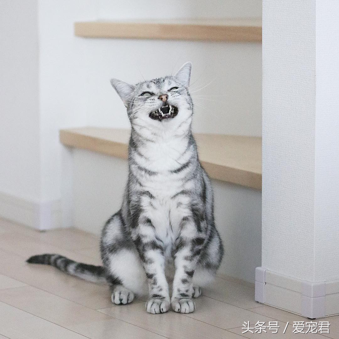 猫咪冷知识什么意思,猫咪冷知识开头素材