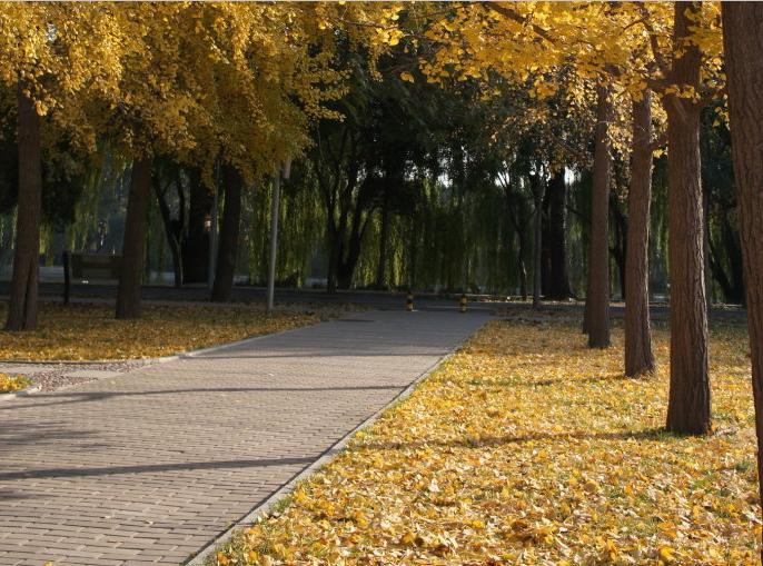 银杏树怎么嫁接果子才能吃,银杏花怎么人工授粉