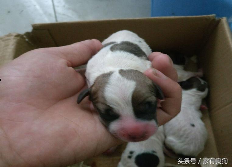 清晨4点出世的狗宝宝,晚上7点半出生的狗宝宝