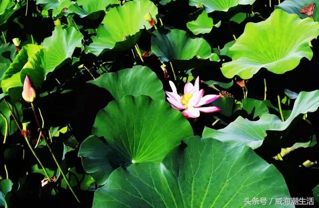 威海新开的公园,威海新建公园