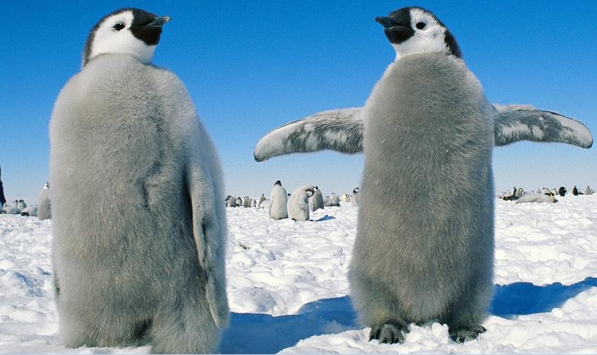 企鹅号怎么注册赚钱,企鹅号怎么玩才能快速通过试运营