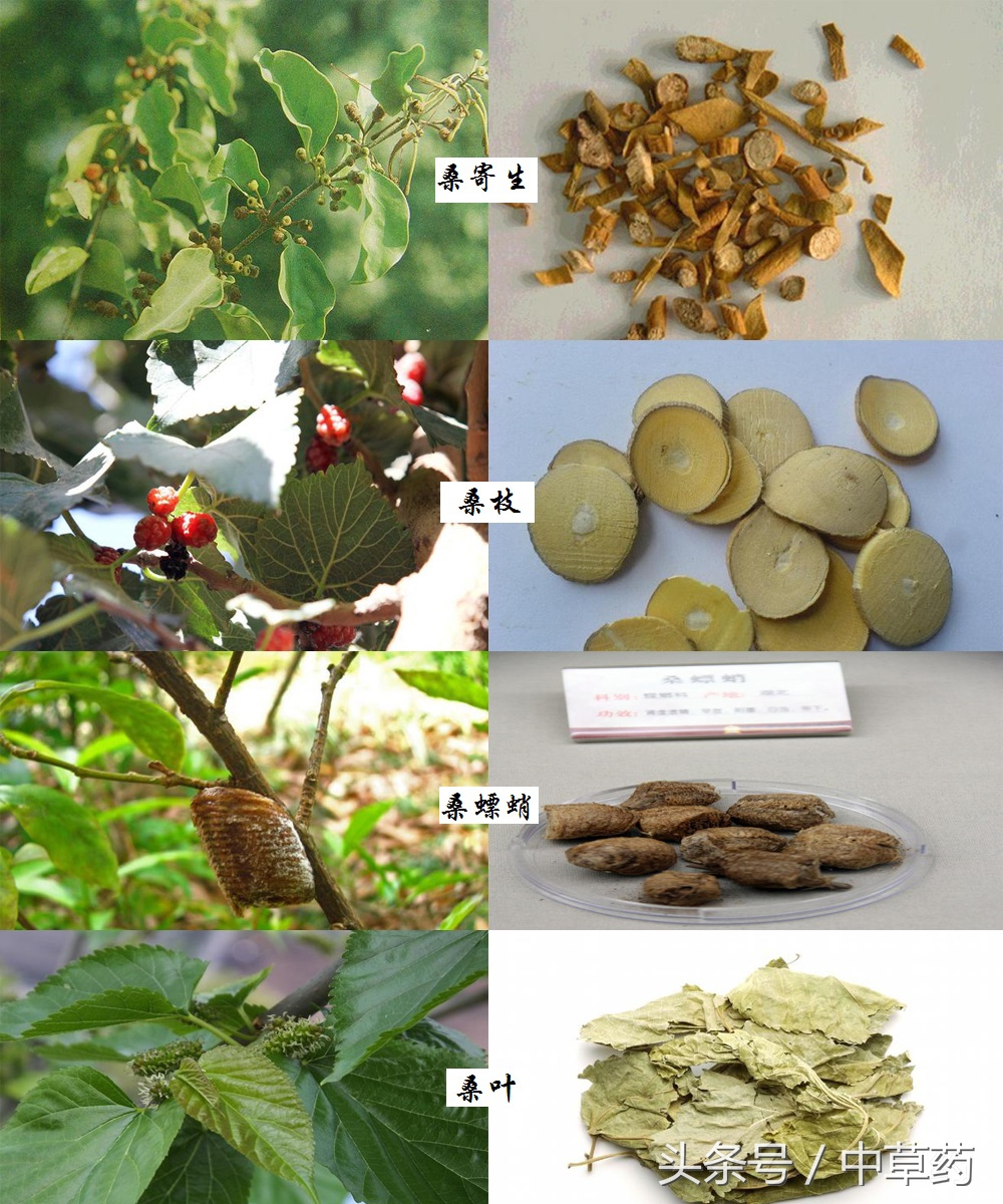 药性歌括四百味讲解视频,药性歌括四百味2