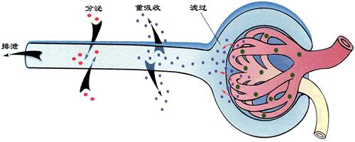 肾病尿蛋白辨证论治,关于蛋白尿还得避开2大误区