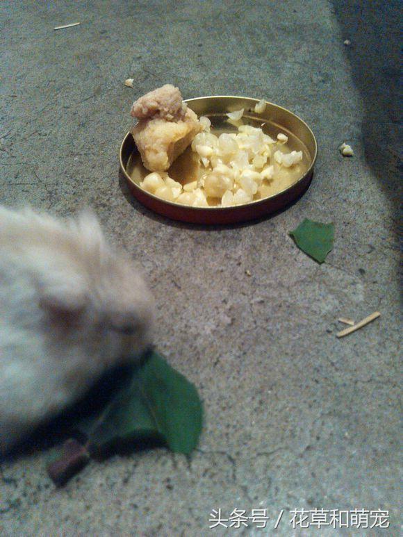 仓鼠在自己手里面乱跑该怎么办,仓鼠突然有奇怪行为