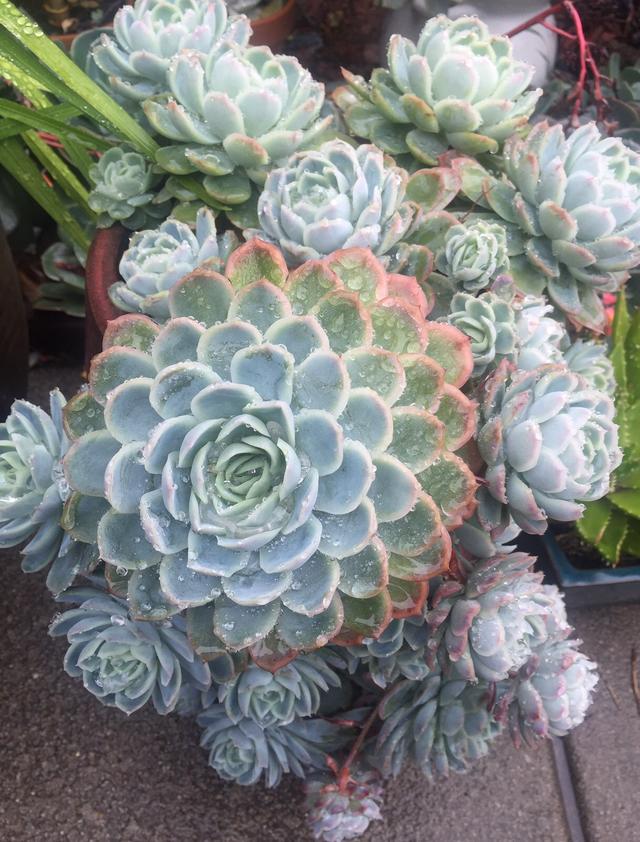 墨尔本多肉植物,多肉植物墨尔本