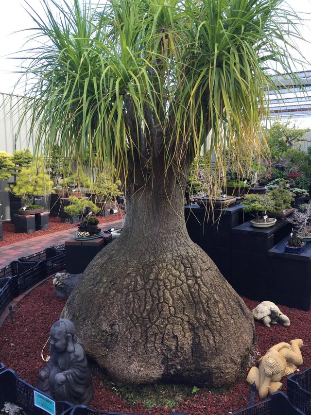 墨尔本多肉植物,多肉植物墨尔本