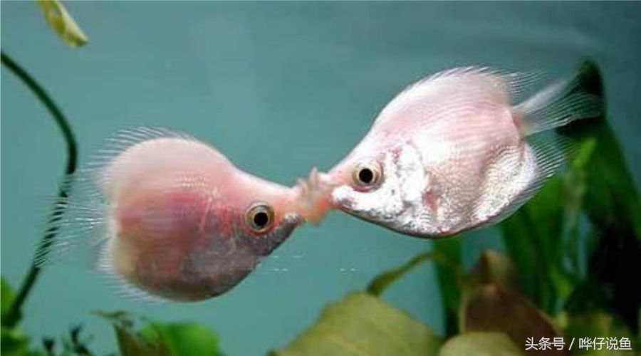 小观赏鱼怎么养才能活得长久,养观赏鱼技术教程视频