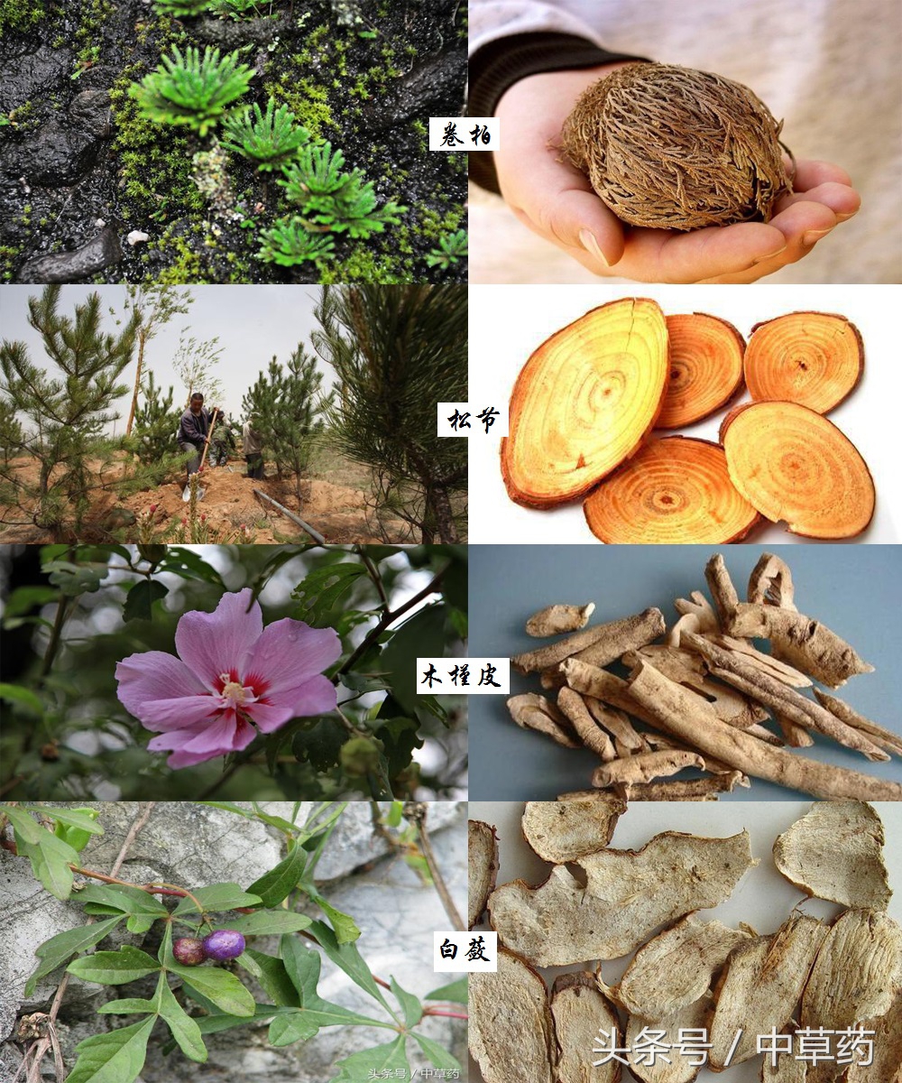 药性歌括四百味讲解视频,药性歌括四百味2