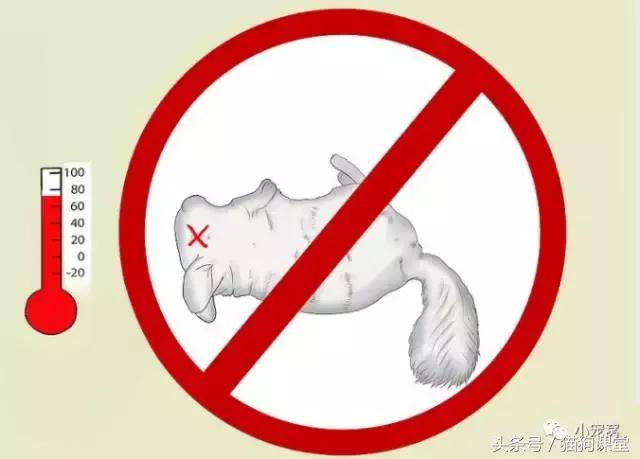 养龙猫安全吗,养龙猫最怕夏天热死吗
