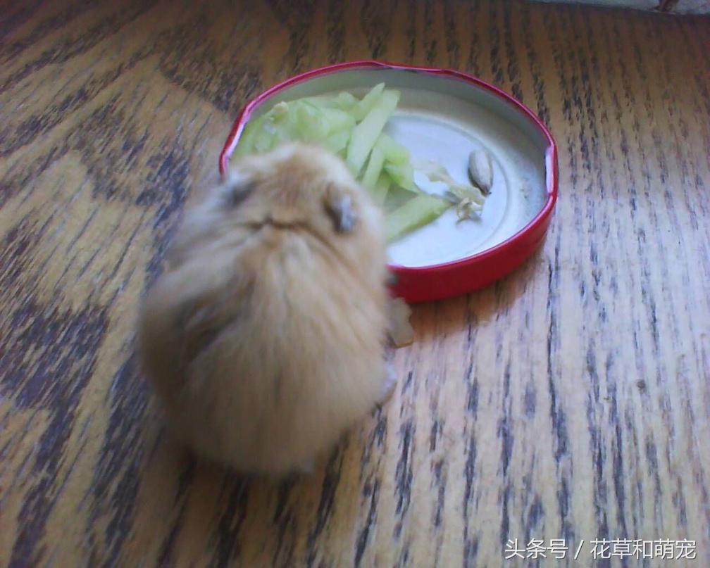 仓鼠在自己手里面乱跑该怎么办,仓鼠突然有奇怪行为