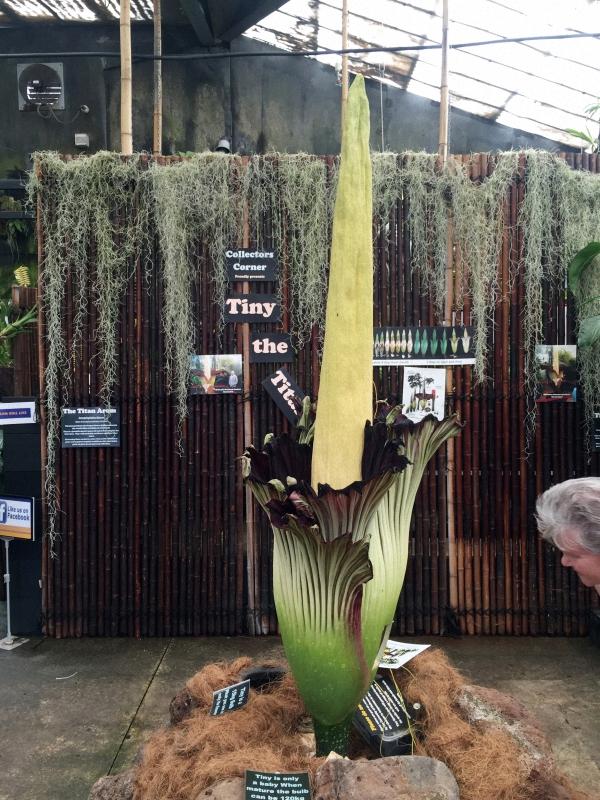 墨尔本多肉植物,多肉植物墨尔本