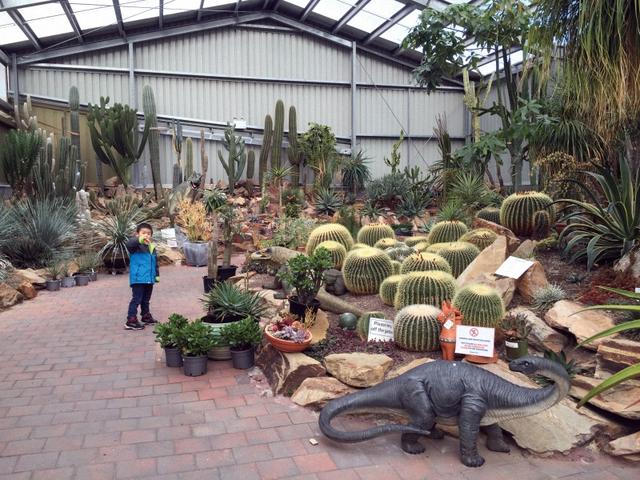 墨尔本多肉植物,多肉植物墨尔本