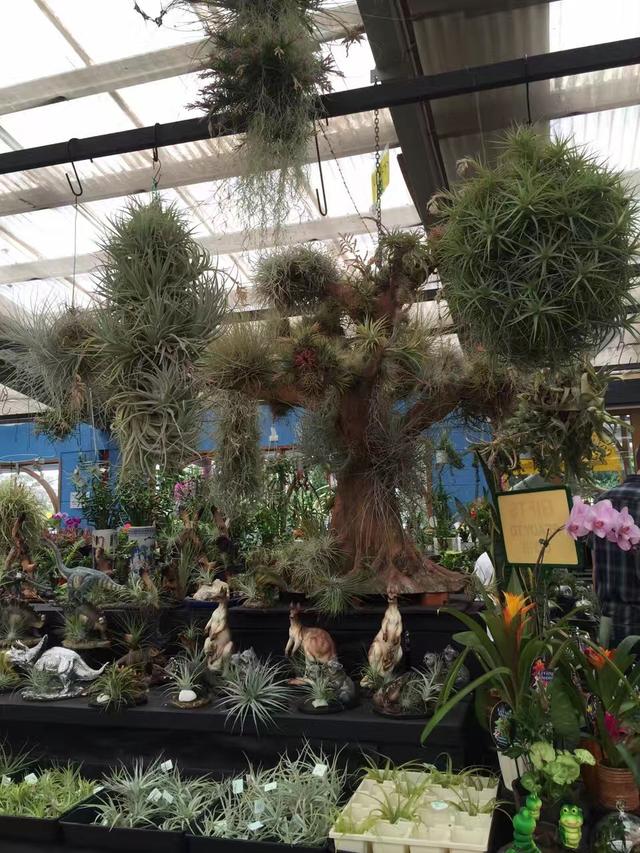 墨尔本多肉植物,多肉植物墨尔本