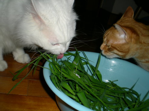 鍠垫槦浜轰笉鐖卞悆闆堕,鍠垫槦浜轰笉鐖卞悆棣欒彍