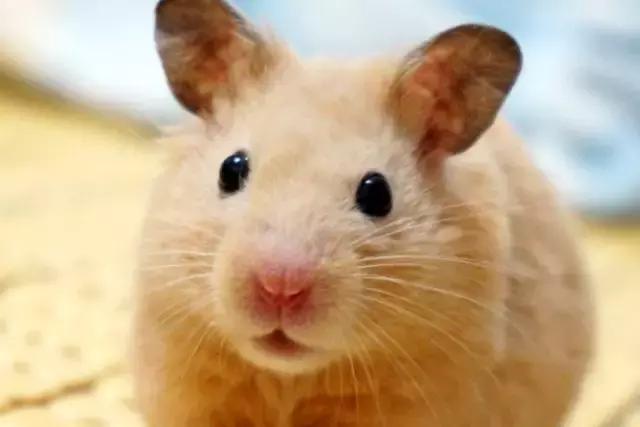 怎么去了解仓鼠的各种动作,仓鼠行为小知识有哪些呢