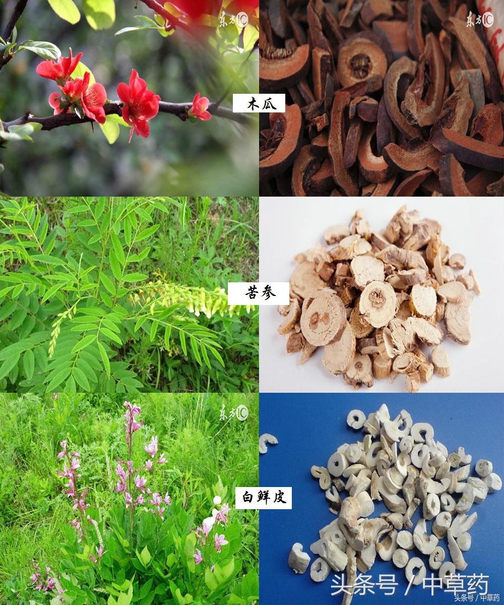 药性歌括四百味讲解视频,药性歌括四百味2