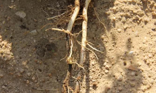 马铃薯真菌细菌病害,马铃薯环腐病是细菌还是真菌