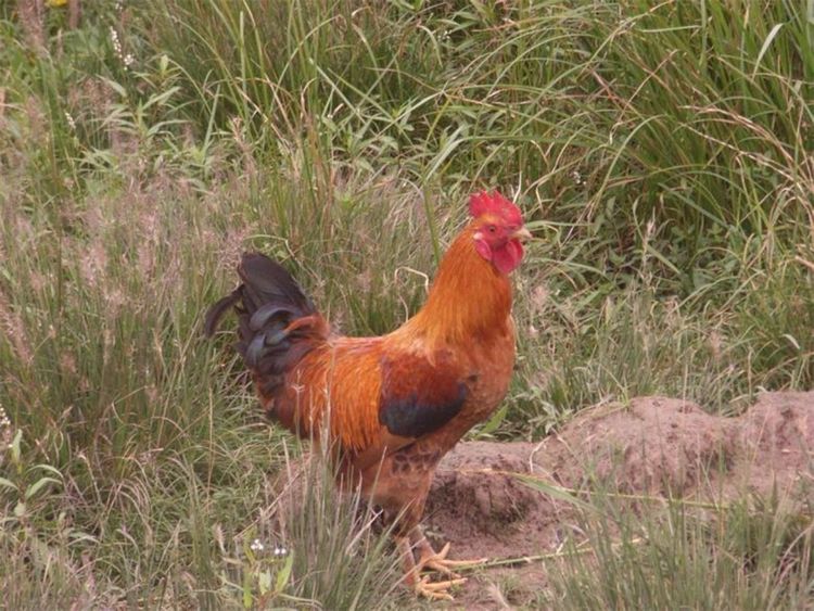 女朋友看不上自己老家的婚礼现场,女友看不起我家是农村的