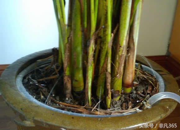 夏天植物不记得浇水了怎么办,如何制作植物自动浇水器