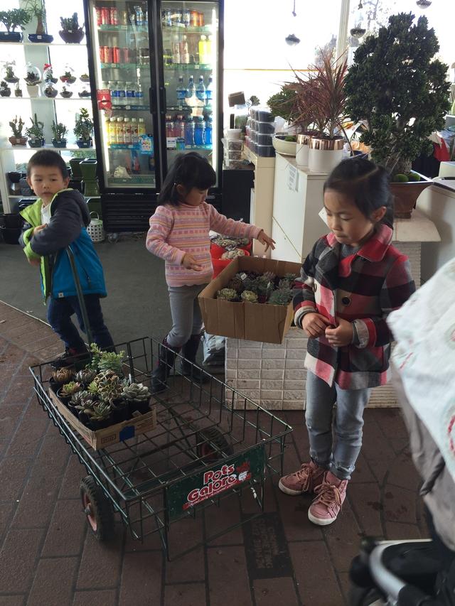 墨尔本多肉植物,多肉植物墨尔本
