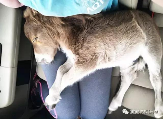 微型迷你小矮马,迷你马可爱的视频