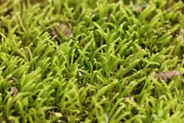苔藓儿童科普,关于苔藓的小知识