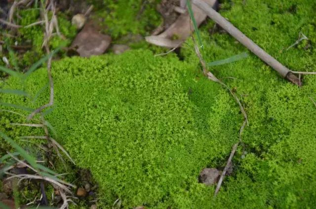 苔藓儿童科普,关于苔藓的小知识