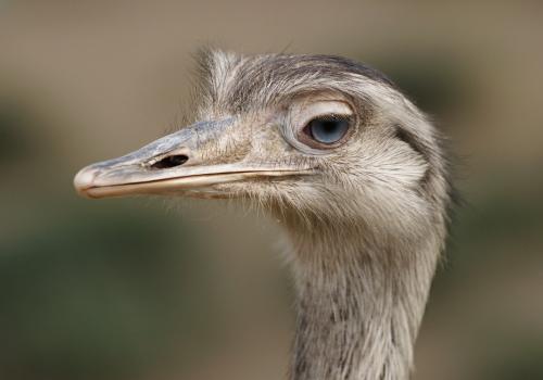 字里藏医的视频,字里藏医