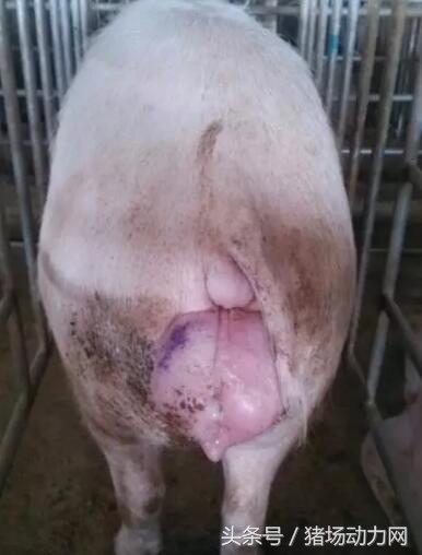 猪场治疗常见疾病的配方,养猪便秘怎么处理