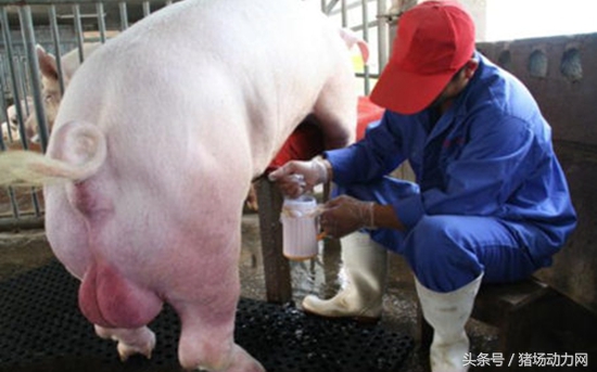 猪场治疗常见疾病的配方,养猪便秘怎么处理