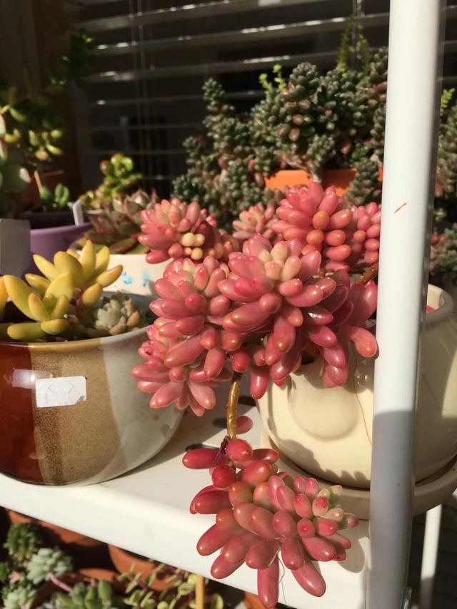 墨尔本多肉植物,多肉植物墨尔本