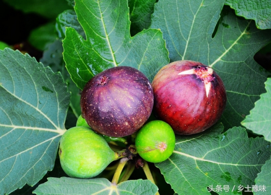 农村这种果子太诱人，吃到嘴烂还想吃，叶子还能治脚气