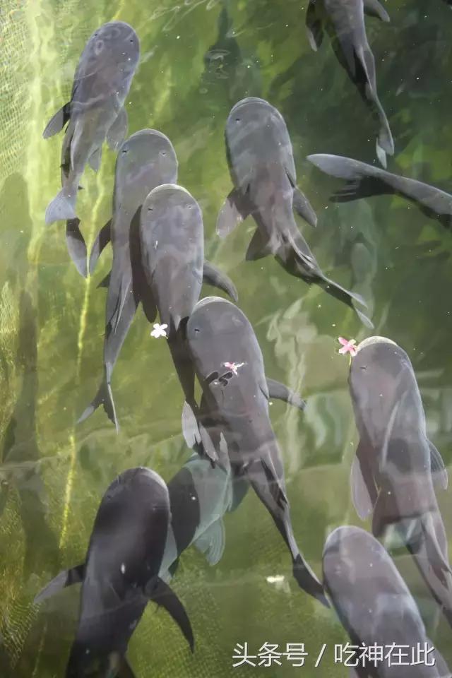 长洲岛竟有座半山望江恐龙主题酒店！吃住玩样样齐！