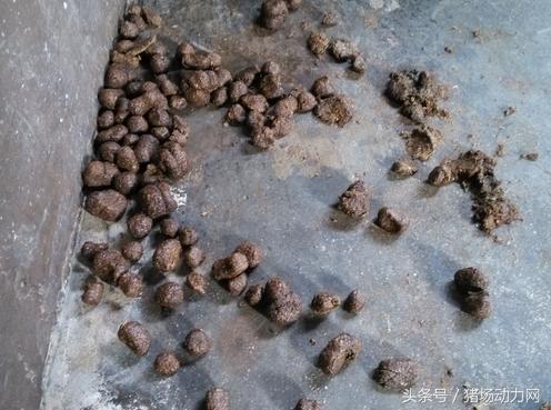 猪场治疗常见疾病的配方,养猪便秘怎么处理