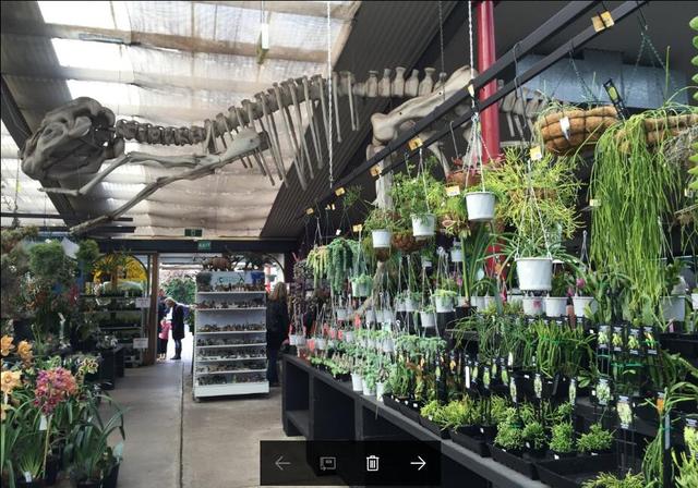 墨尔本多肉植物,多肉植物墨尔本