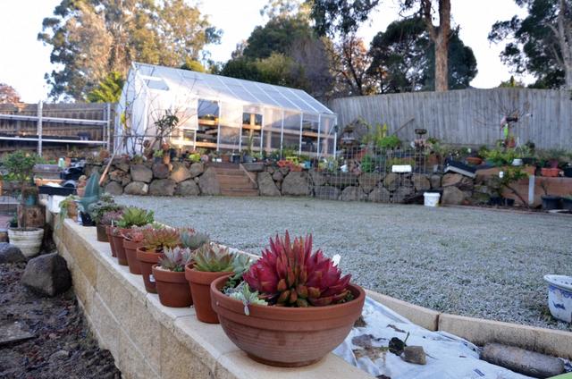 墨尔本多肉植物,多肉植物墨尔本