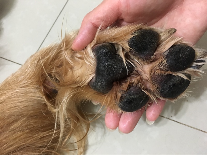 狗狗脚臭怎么办小妙招,狗狗脚臭怎么根除