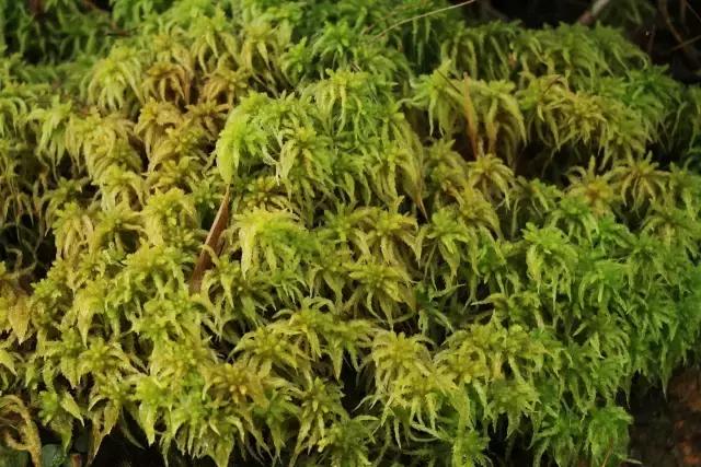 苔藓儿童科普,关于苔藓的小知识