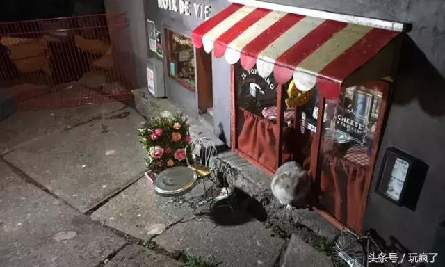 这些店贼傲娇，只接待一个贵宾——老鼠