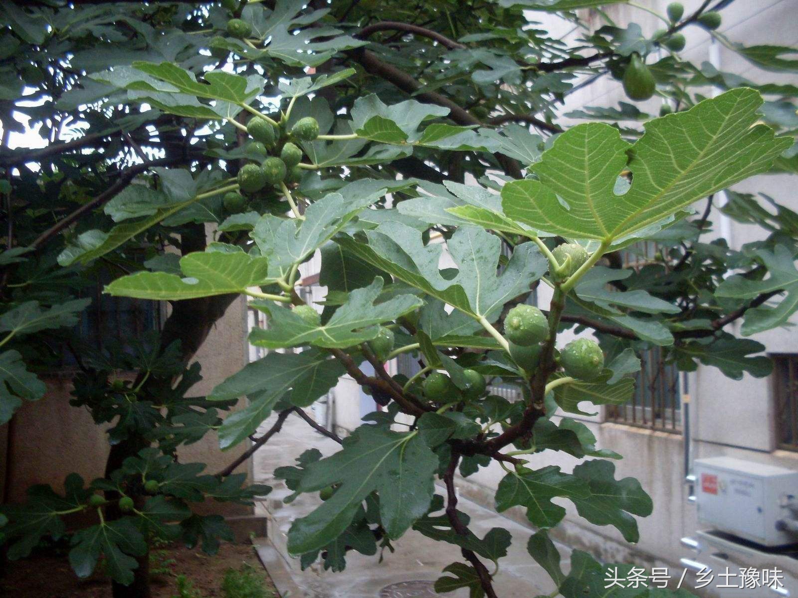 农村这种果子太诱人，吃到嘴烂还想吃，叶子还能治脚气