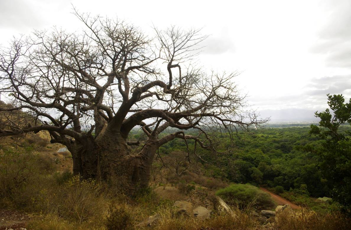 世界最高树是什么树,世界最高的树是啥树