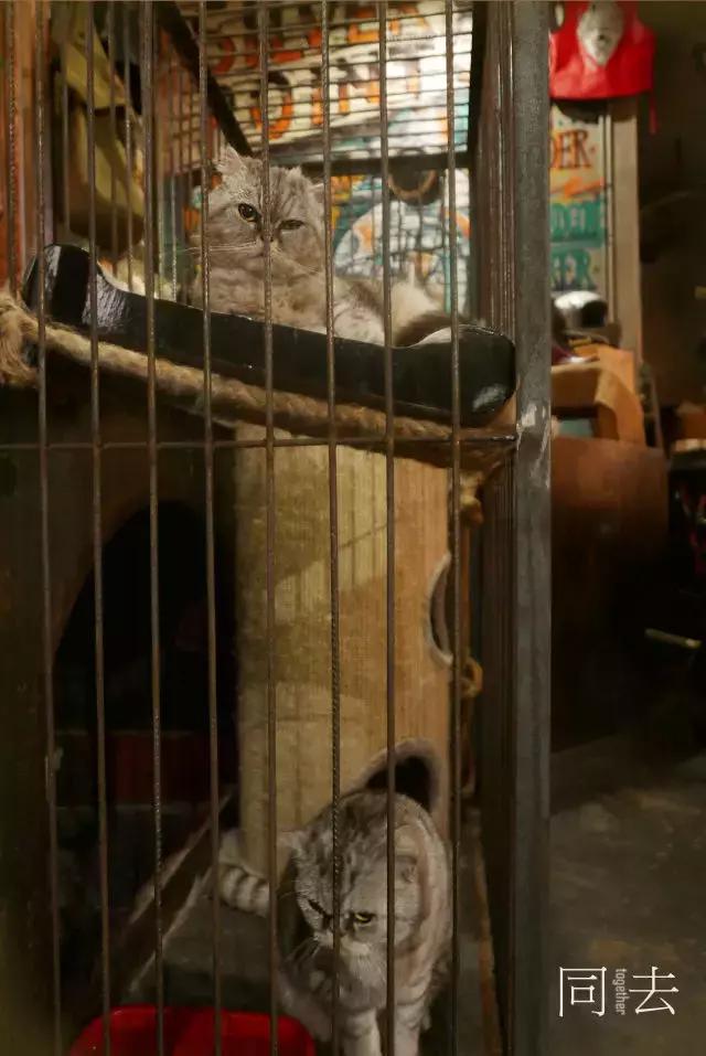 imorning城事：长沙原来有家这么酷的“复古博物馆”