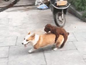 泰迪脑子,泰迪脑子有多大