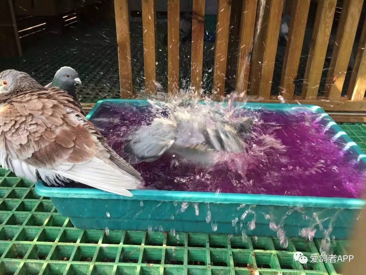 高温天气鸽子怎么办,高温天气鸽子冷受得住吗