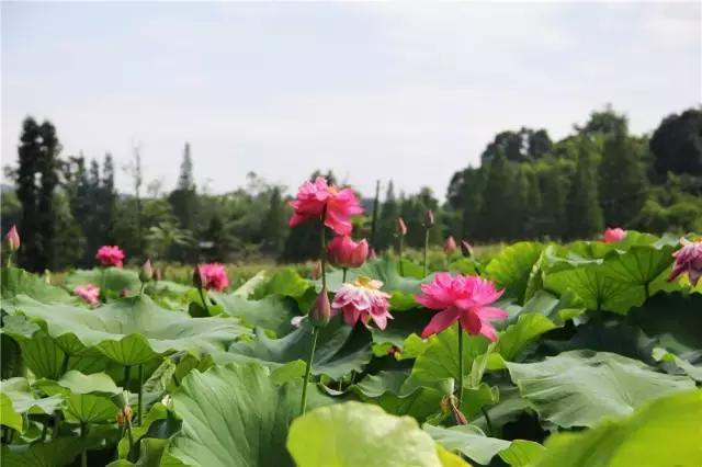 乐山夏季又避暑又好吃的地方,乐山本地人都去哪里吃美食